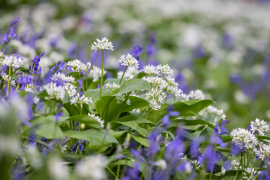 Our Isle of Man Bluebell Spotting Guide
