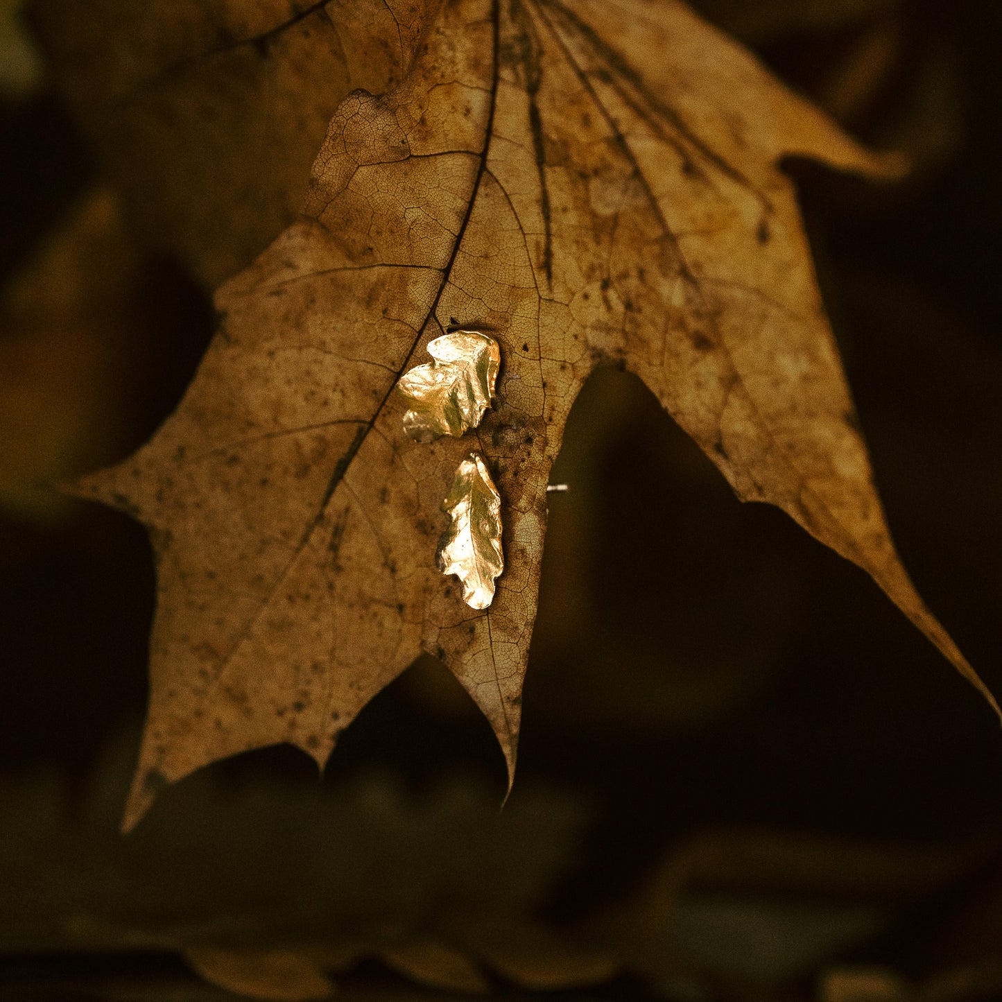 Gold Oak Leaf Stud Earrings