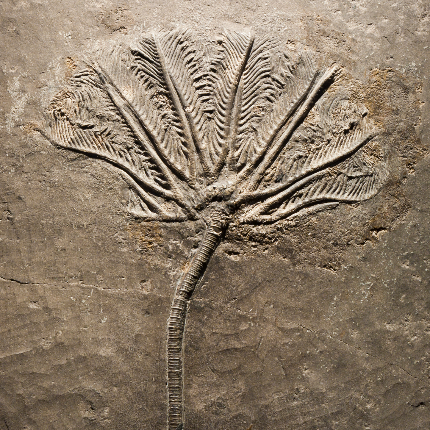 Sterling Silver Tiny Crinoid Star Fossil Necklace