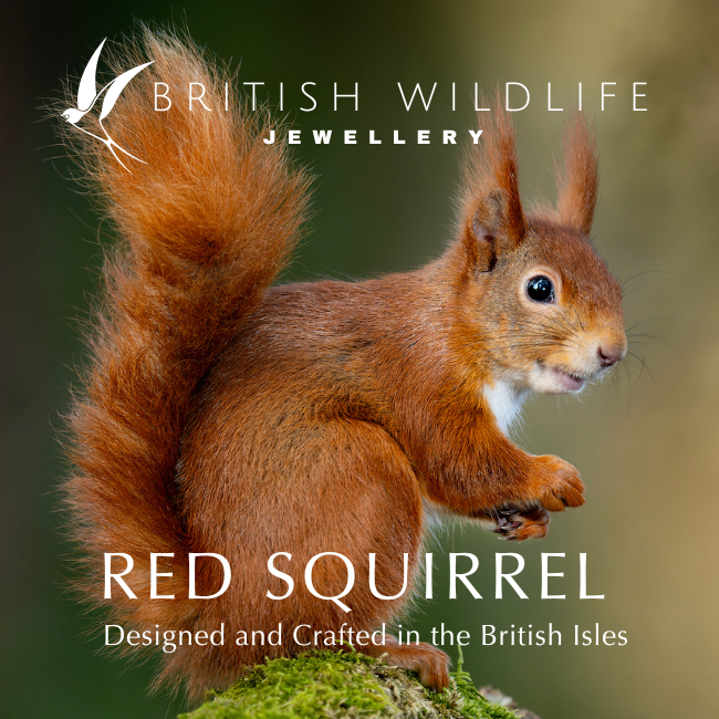 Red Squirrel Silver Stud Earrings