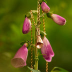 Rose Gold Foxglove Flower Pendant Necklace