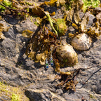Sterling Silver Pebble Earrings - Langness