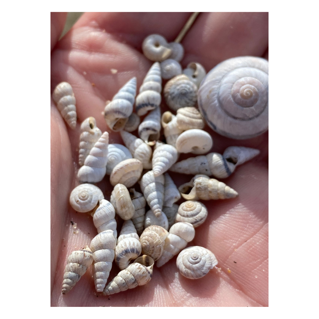 Silver Sand Dune 'Pointed Snail' Shell Stud Earrings