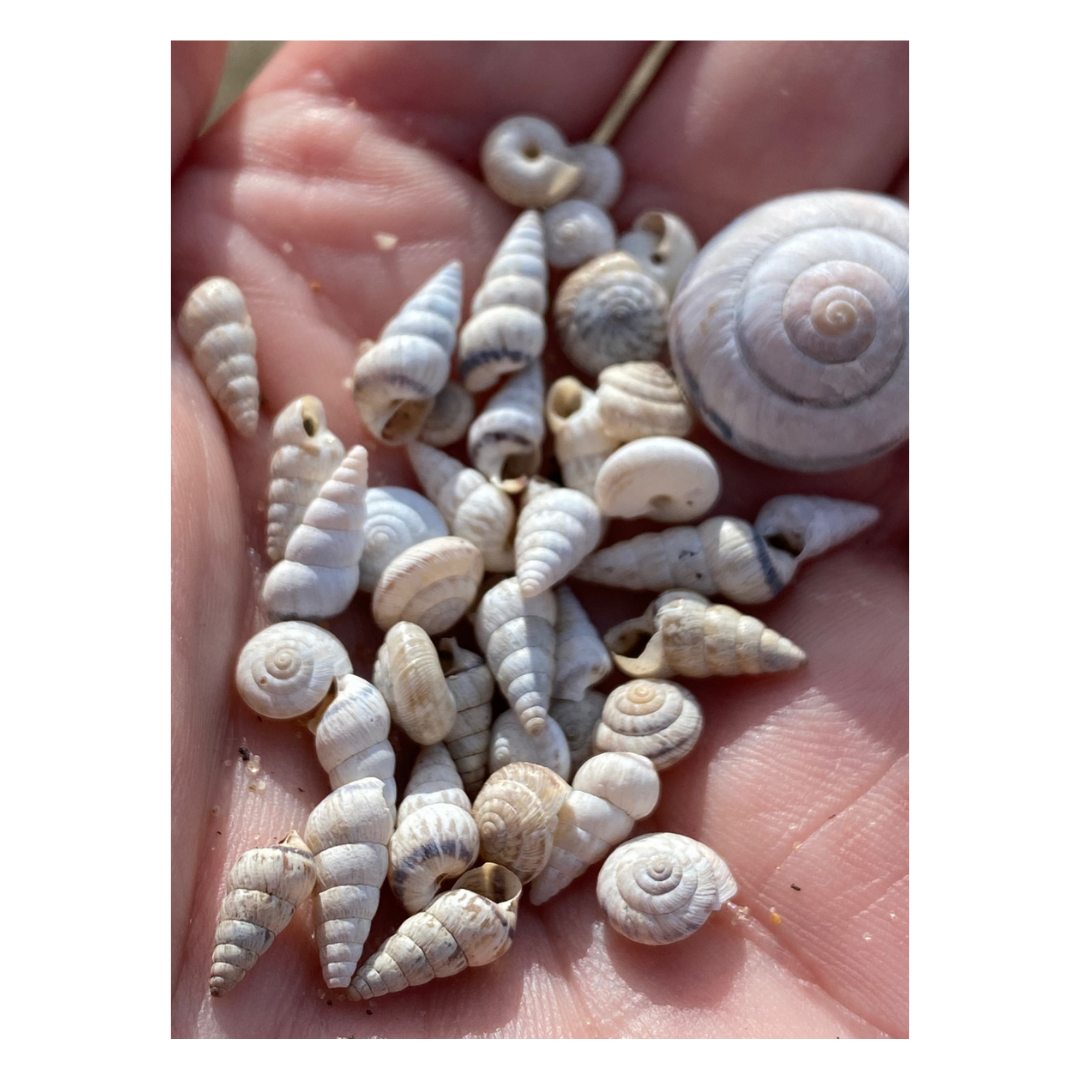 Silver Sand Dune 'Striped Snail' Shell Stud Earrings