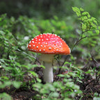 Sterling Silver Fly Agaric Mushroom Earrings