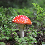 Gold Fly Agaric Mushroom Necklace