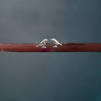 Silver Robin Stud Earrings