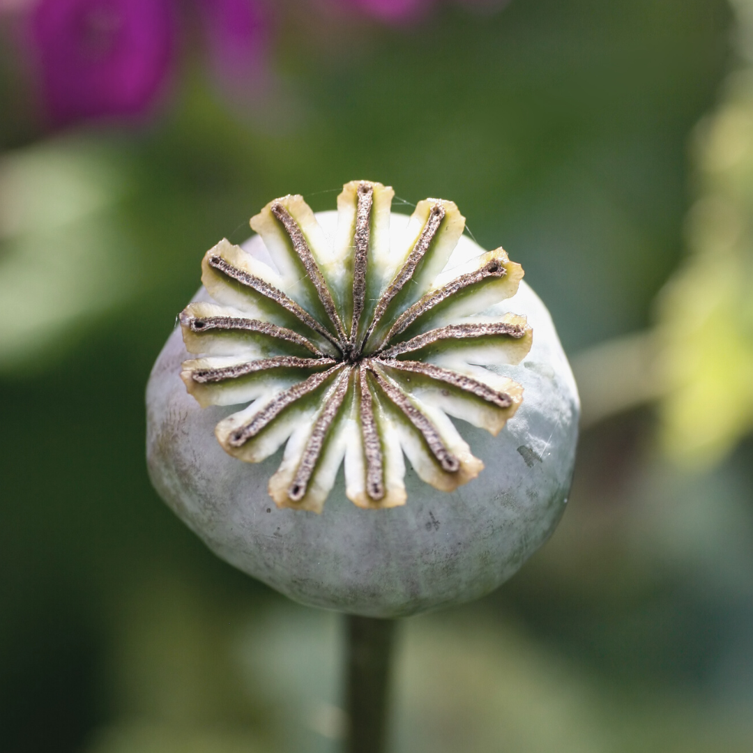 Silver Poppy Seed Necklace