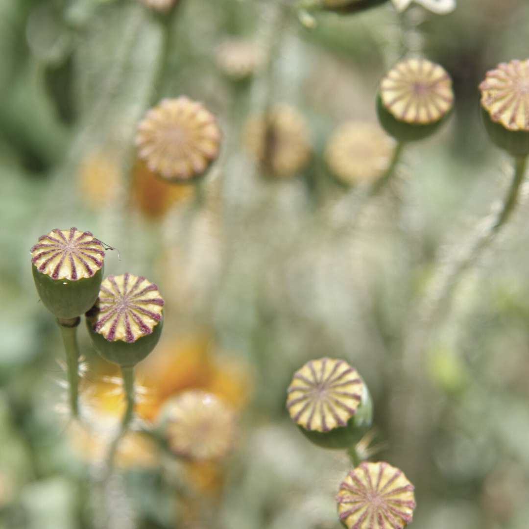 Silver Poppy Seed Necklace