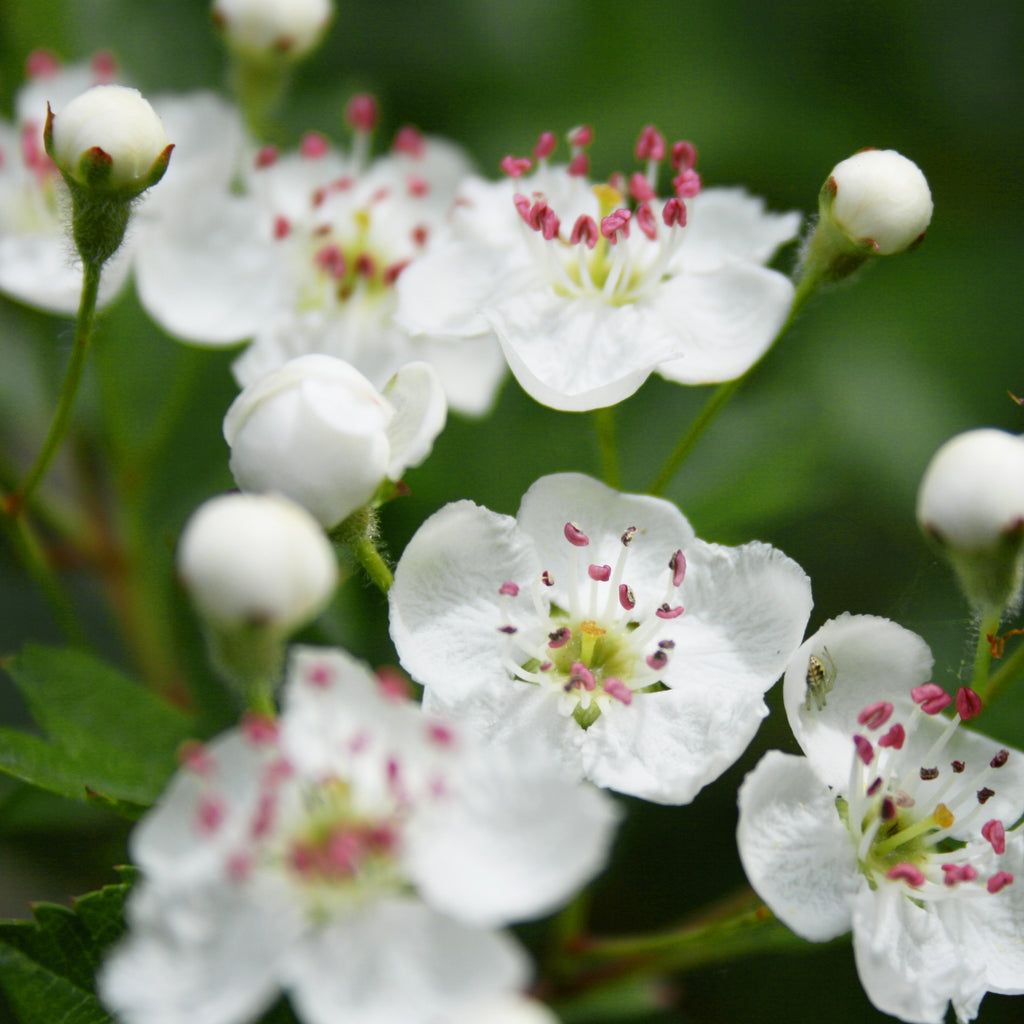 Hawthorn Flower Silver Pendant Necklace