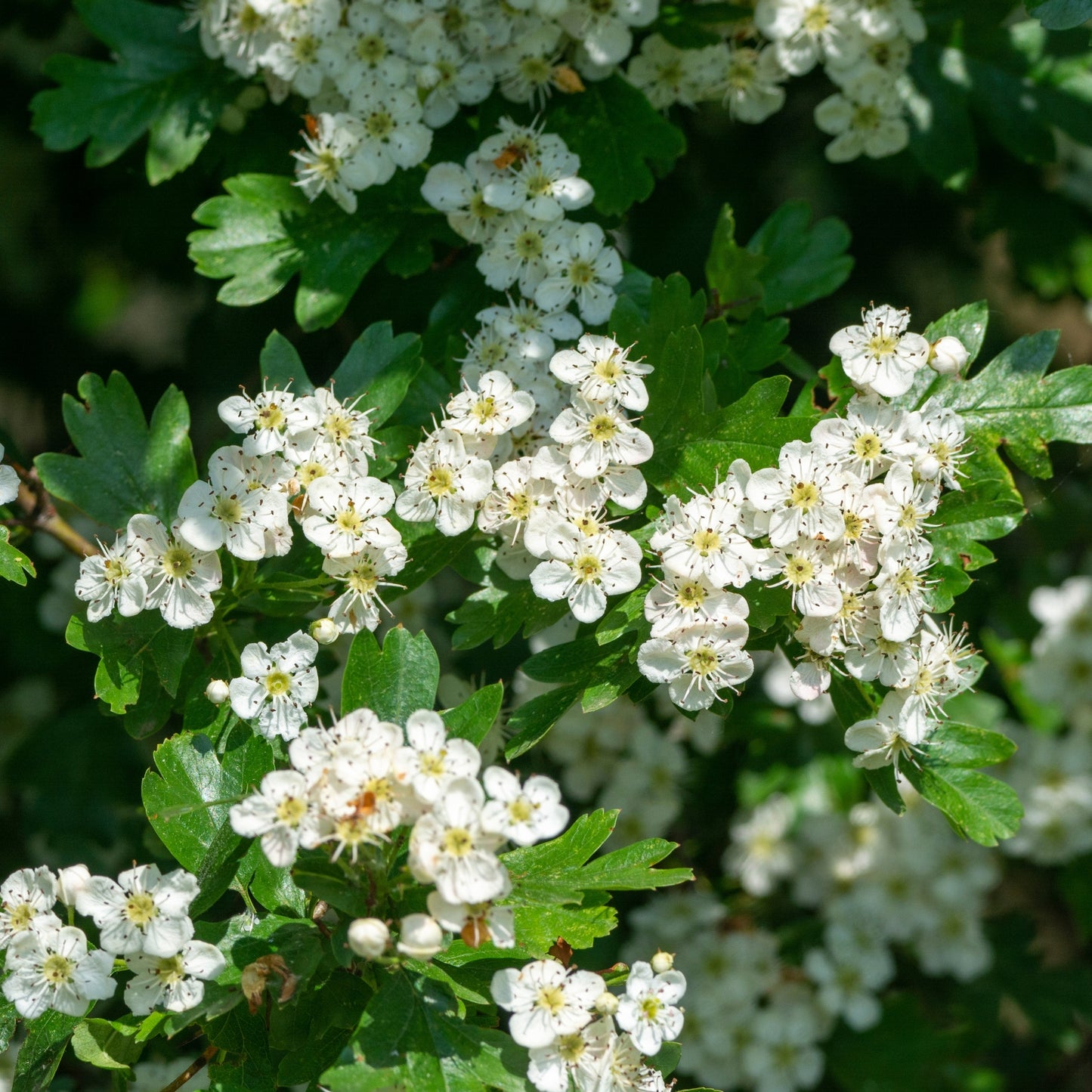 Hawthorn Flower Triple Pendant Necklace