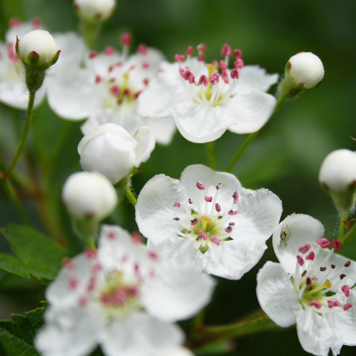 Silver Hawthorn Flower Earrings