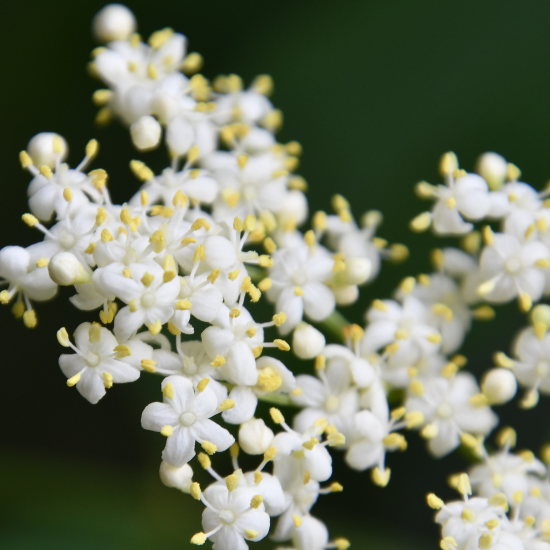 Elderflower Gold Stud Earrings